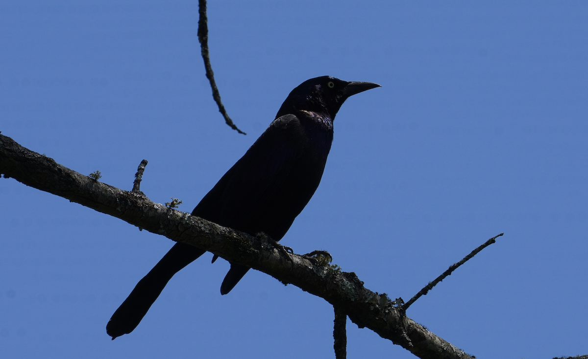 Common Grackle - ML617581750