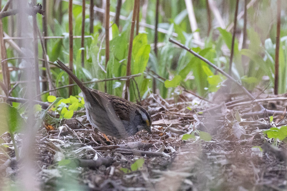 White-throated Sparrow - ML617581772
