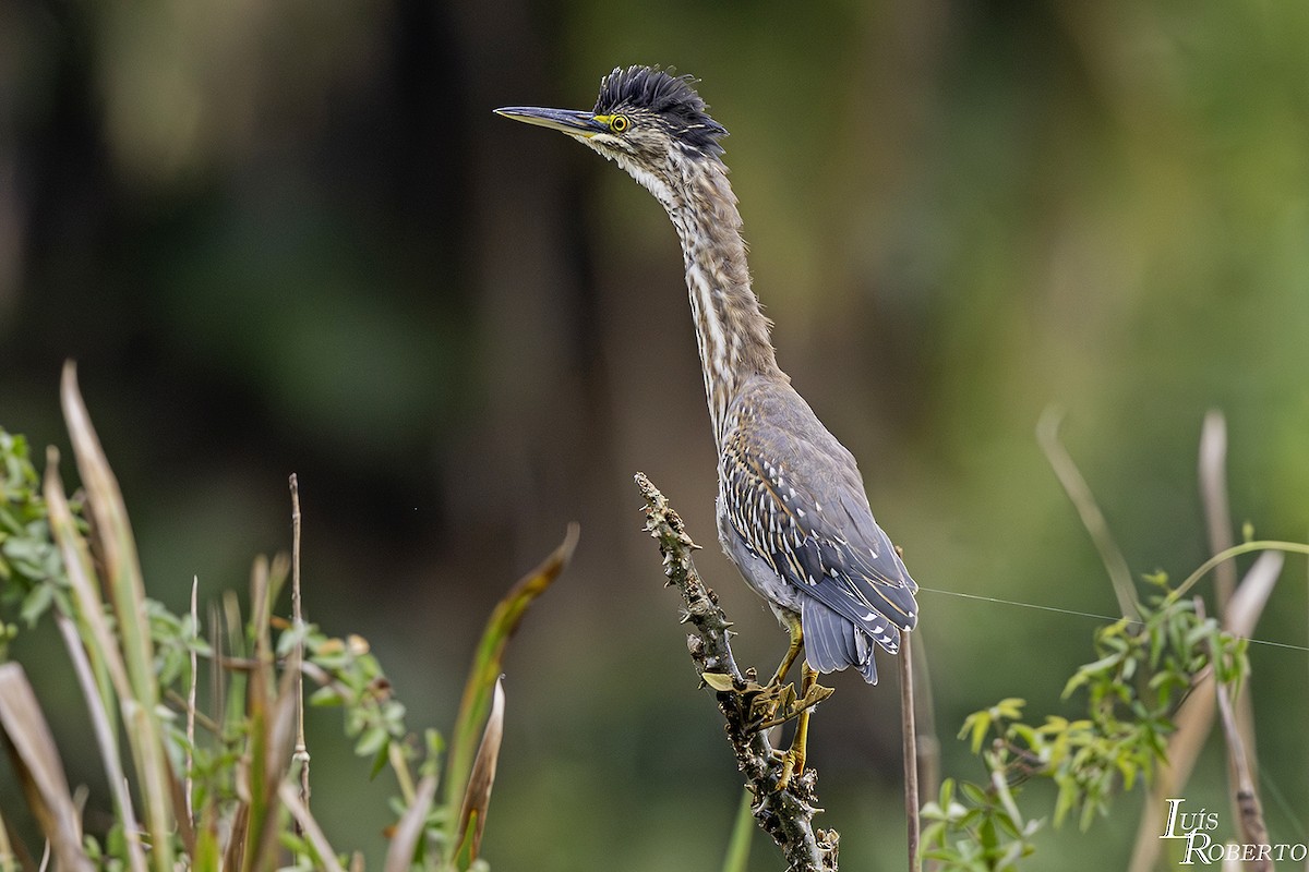 Striated Heron - Luis Roberto da Silva