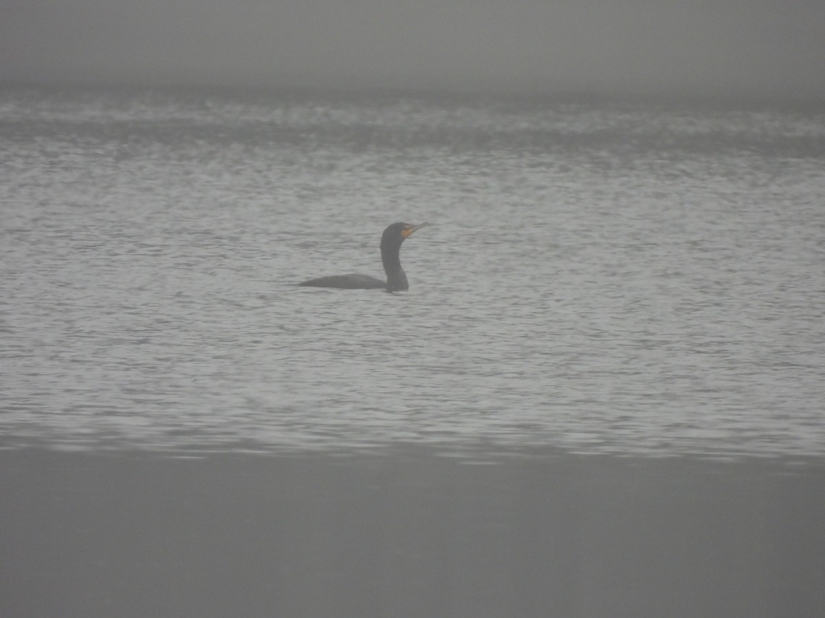 Double-crested Cormorant - ML617581790