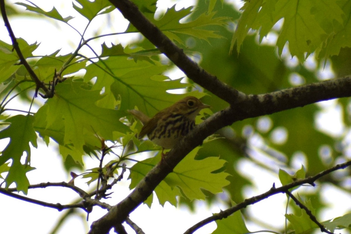 Ovenbird - ML617581796