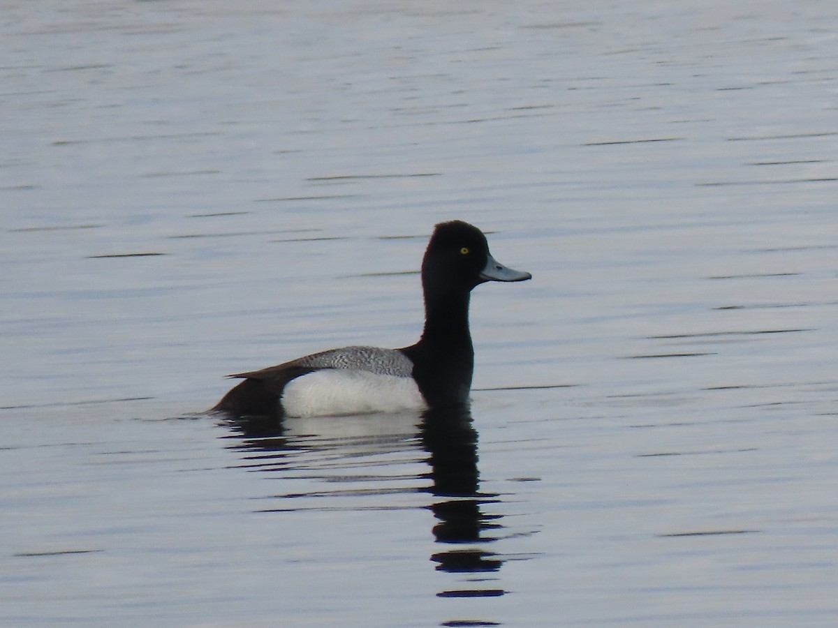 Lesser Scaup - ML617581808