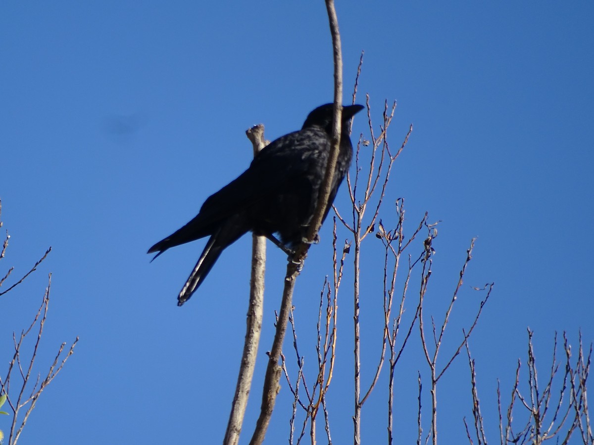 American Crow - Jim Walton