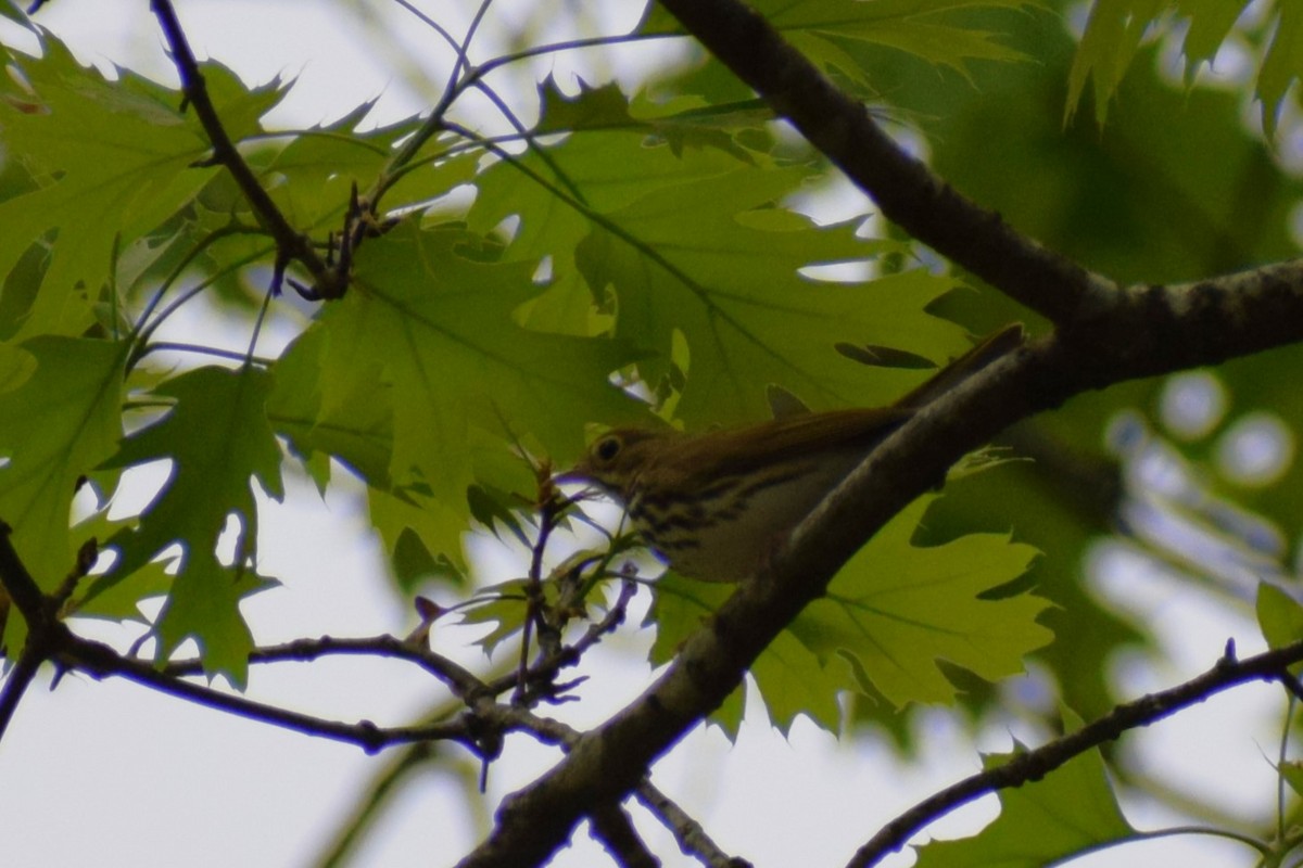 Ovenbird - ML617581835