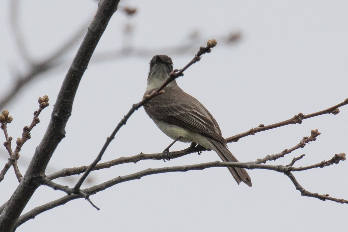 Eastern Phoebe - ML617581845