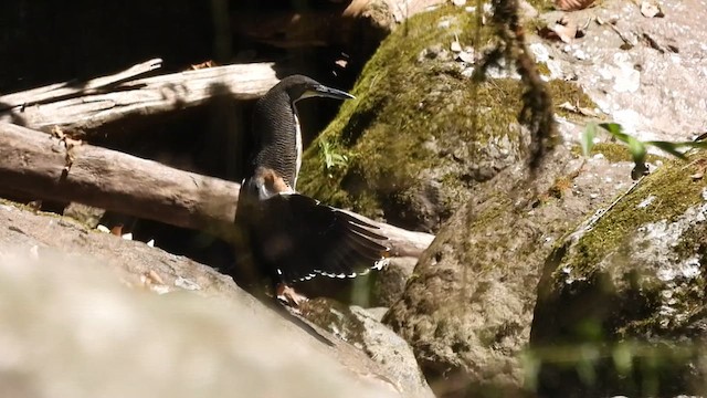 Fasciated Tiger-Heron - ML617581852