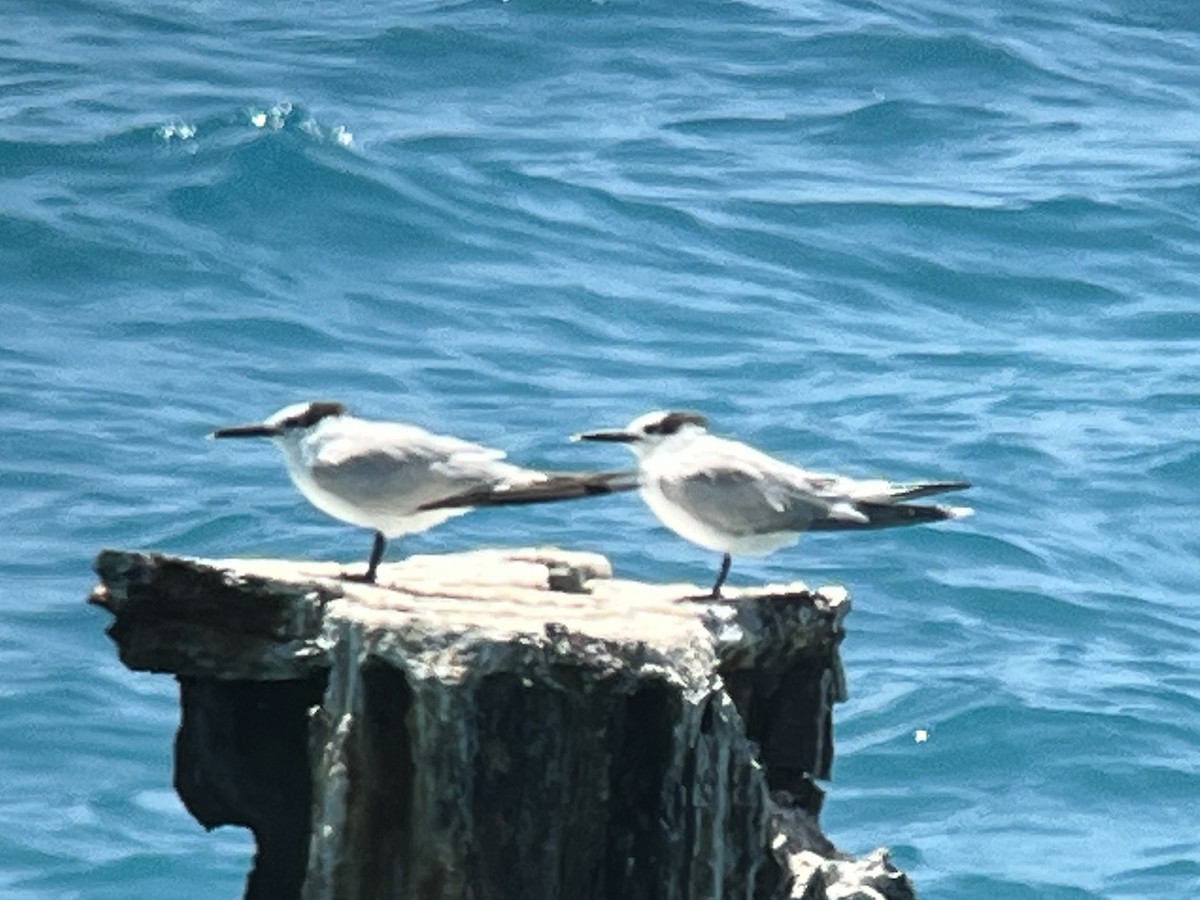 Sandwich Tern - ML617581854