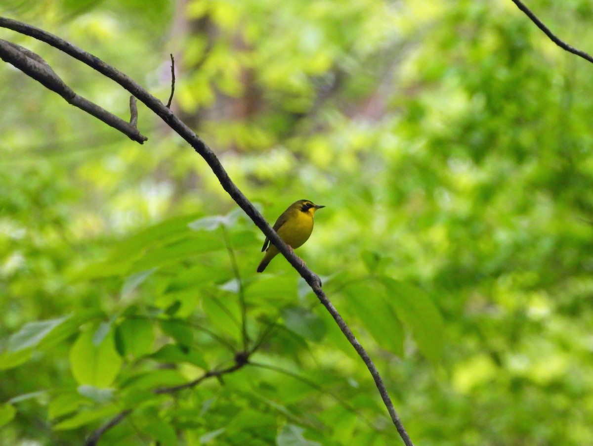 Kentucky Warbler - ML617581865