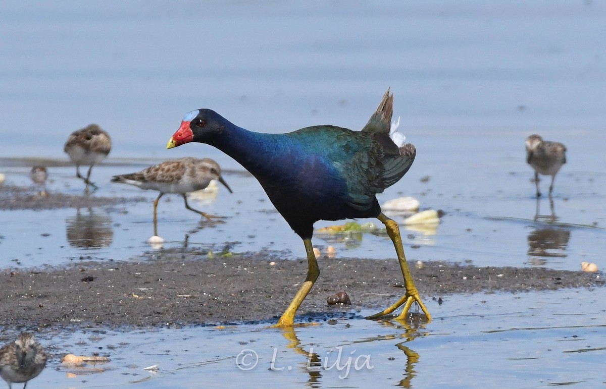 Purple Gallinule - ML617581881