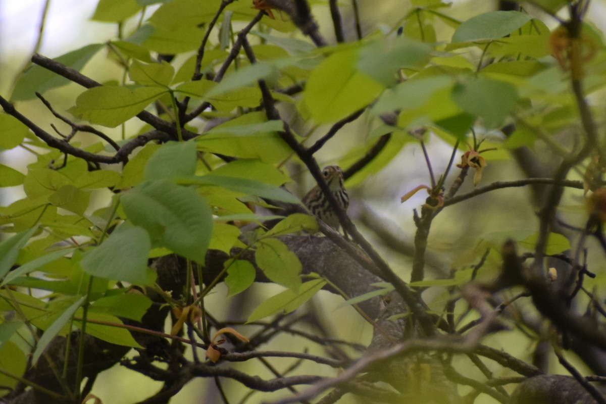 Ovenbird - ML617581890