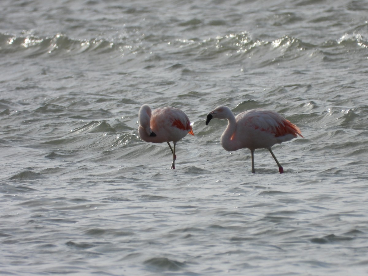 Chilean Flamingo - ML617581926