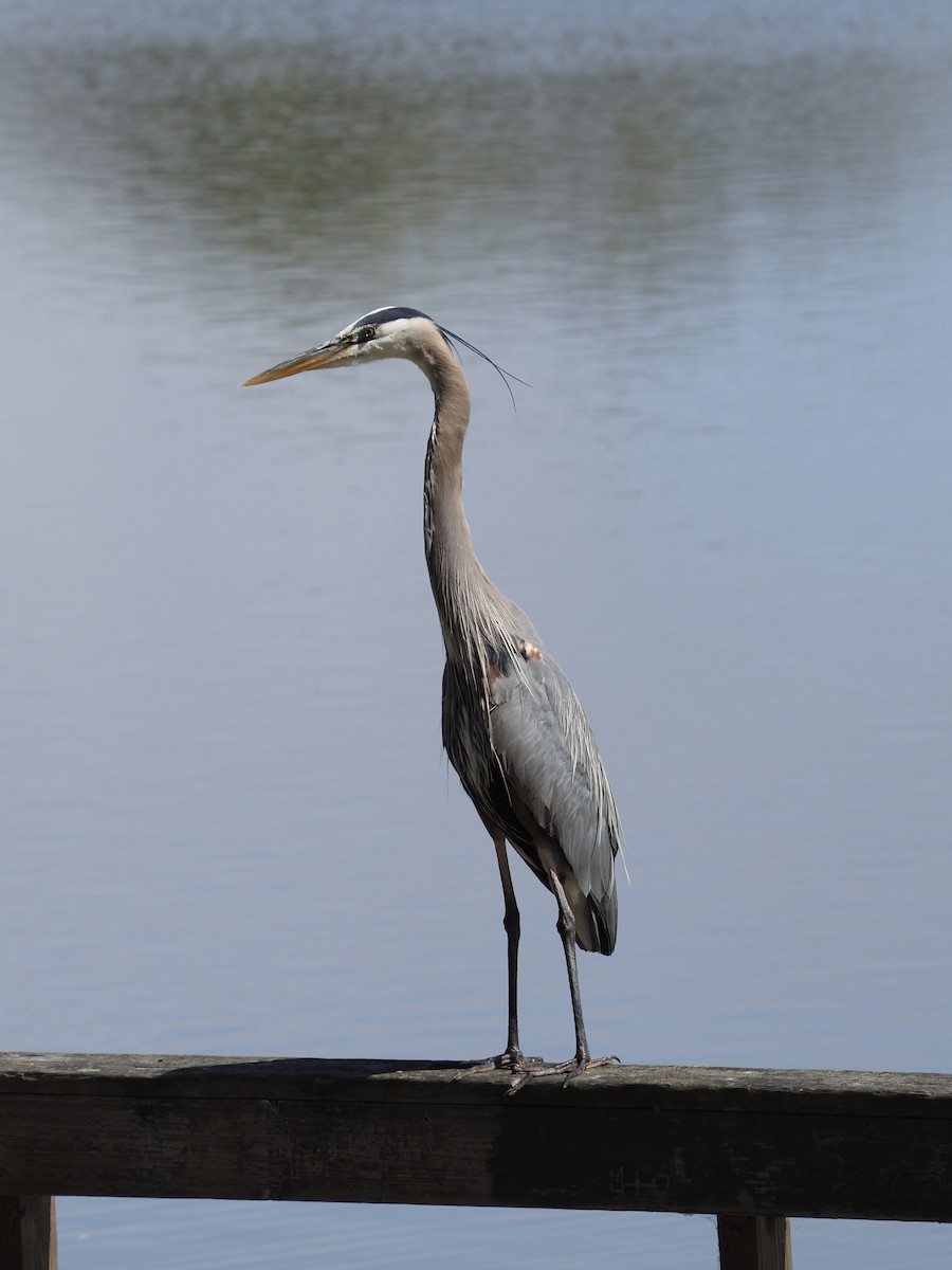 Great Blue Heron (Great Blue) - ML617581949