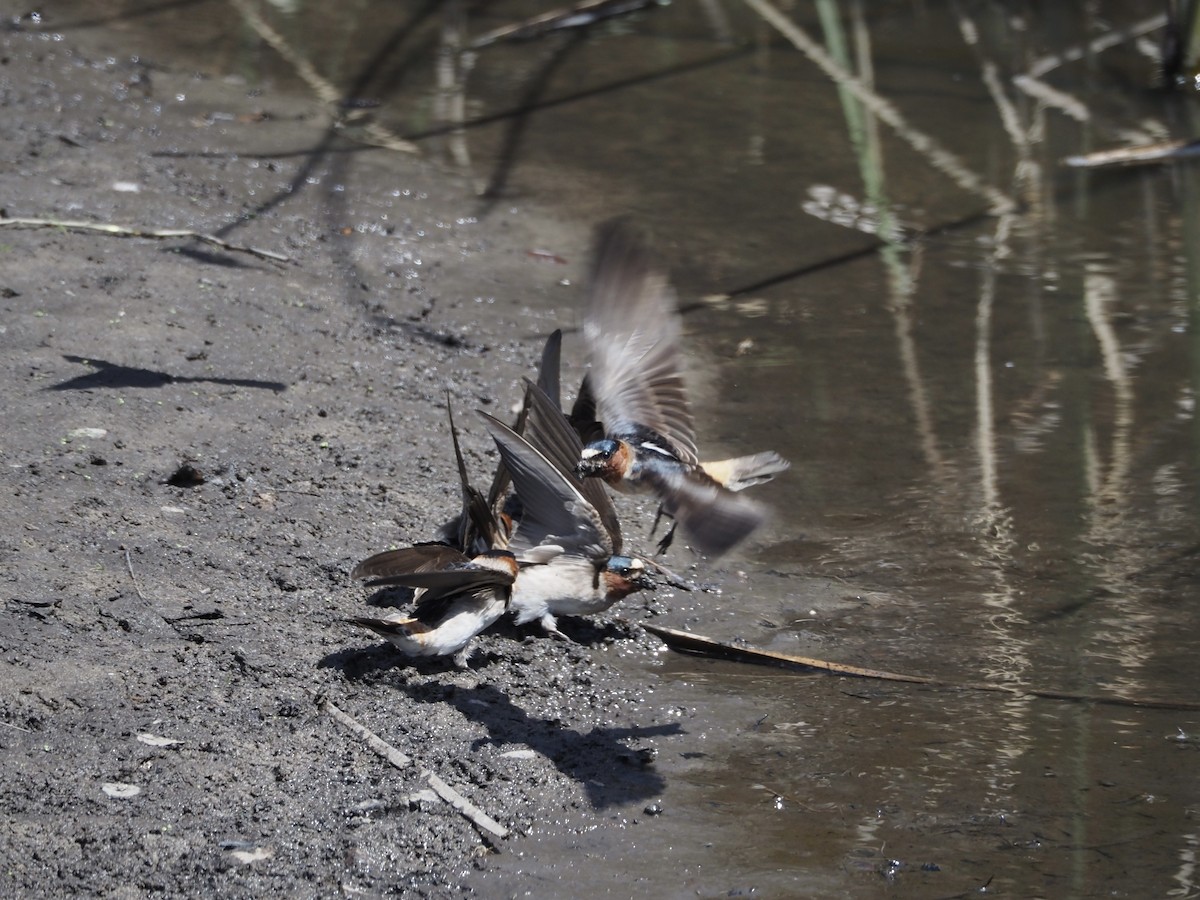 Cliff Swallow - ML617581966