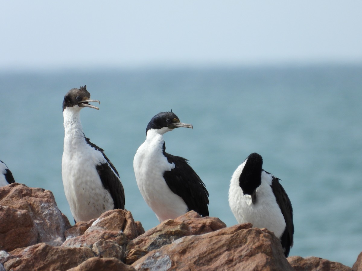 Imperial Cormorant - ML617581980