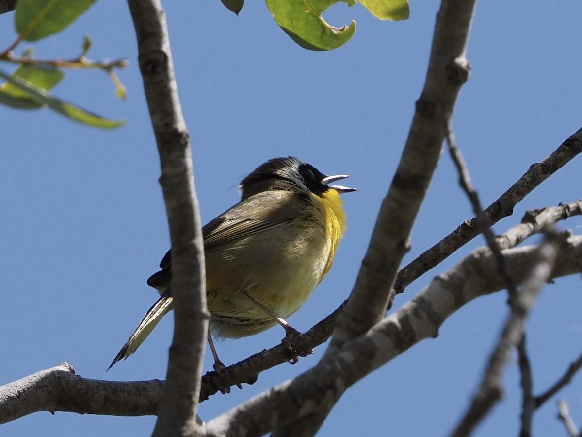 Common Yellowthroat - ML617582001