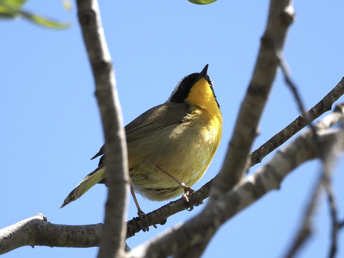 Common Yellowthroat - ML617582002