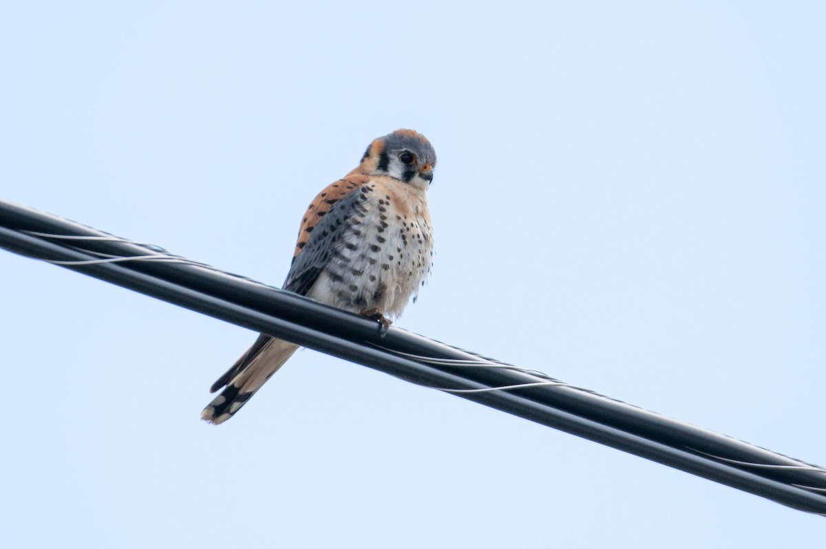 American Kestrel - ML617582018