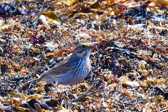 Savannah Sparrow - ML617582056