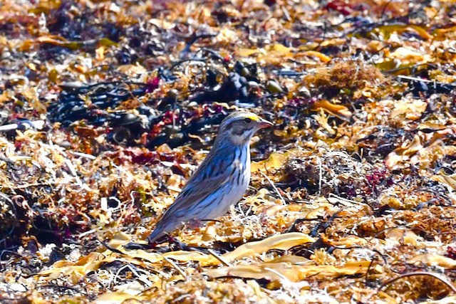 Savannah Sparrow - ML617582057