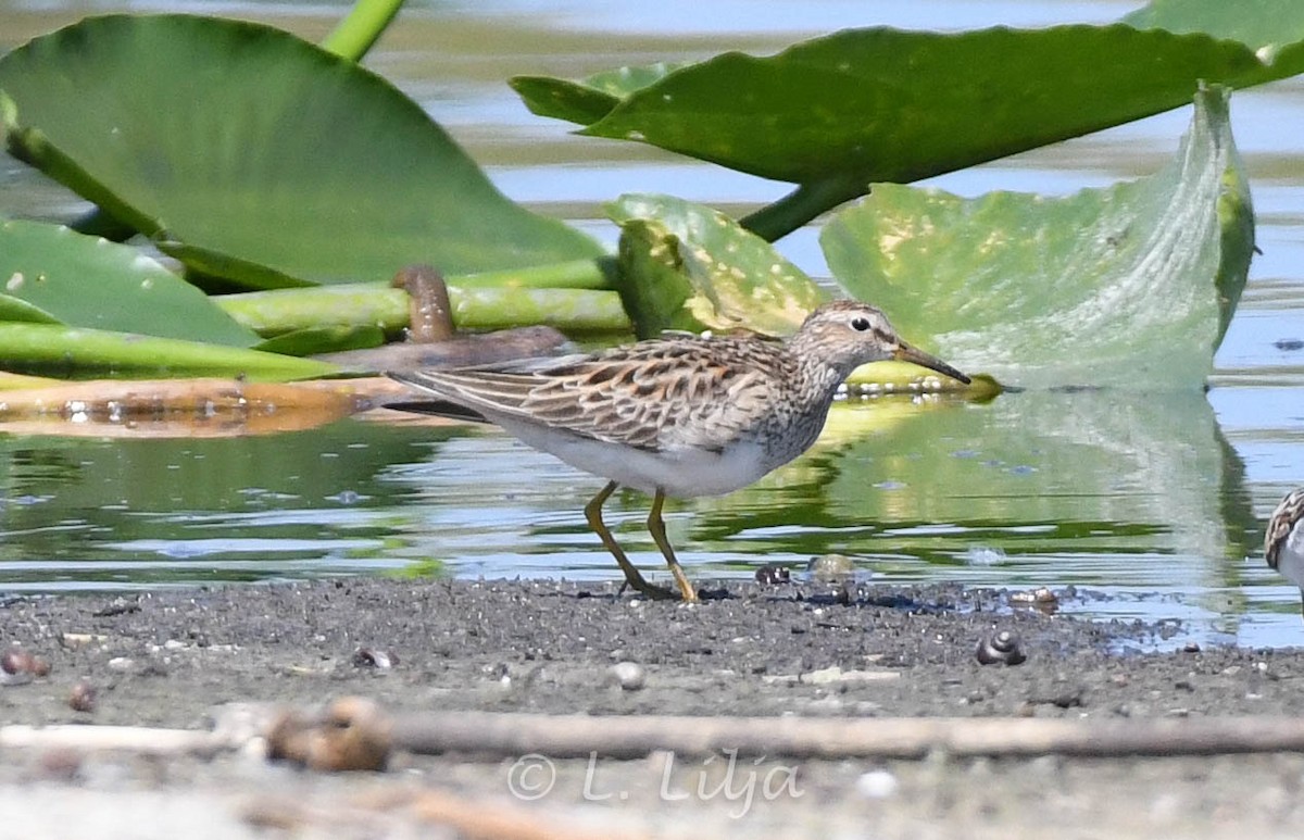 Pectoral Sandpiper - ML617582069