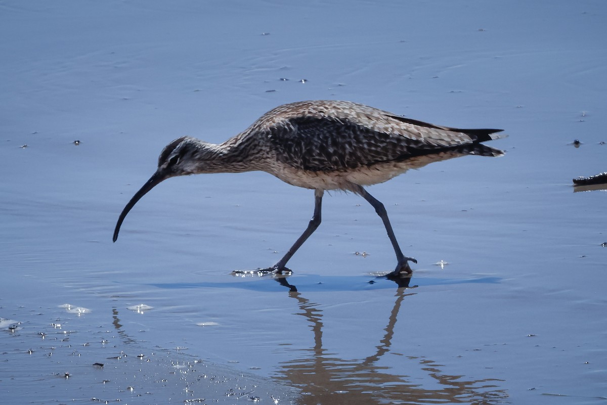 Regenbrachvogel - ML617582077