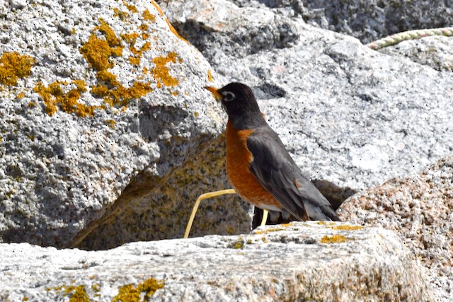 American Robin - ML617582115