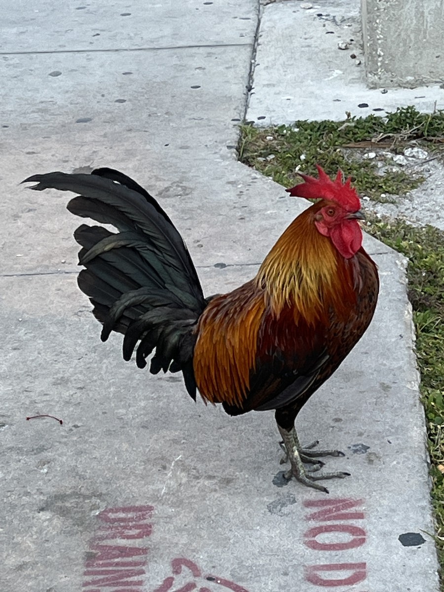 Red Junglefowl - ML617582149