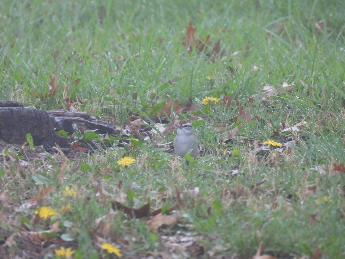 Chipping Sparrow - Levi Hartz