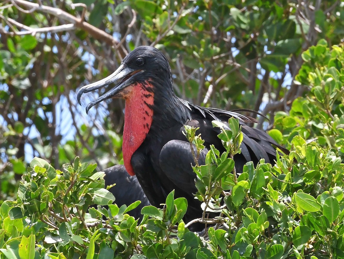 Magnificent Frigatebird - ML617582213