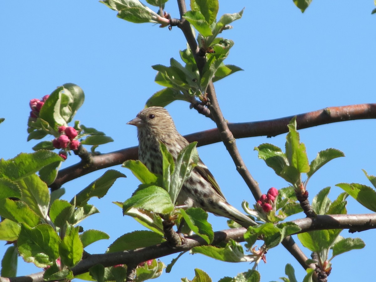 Pine Siskin - Philip Wright