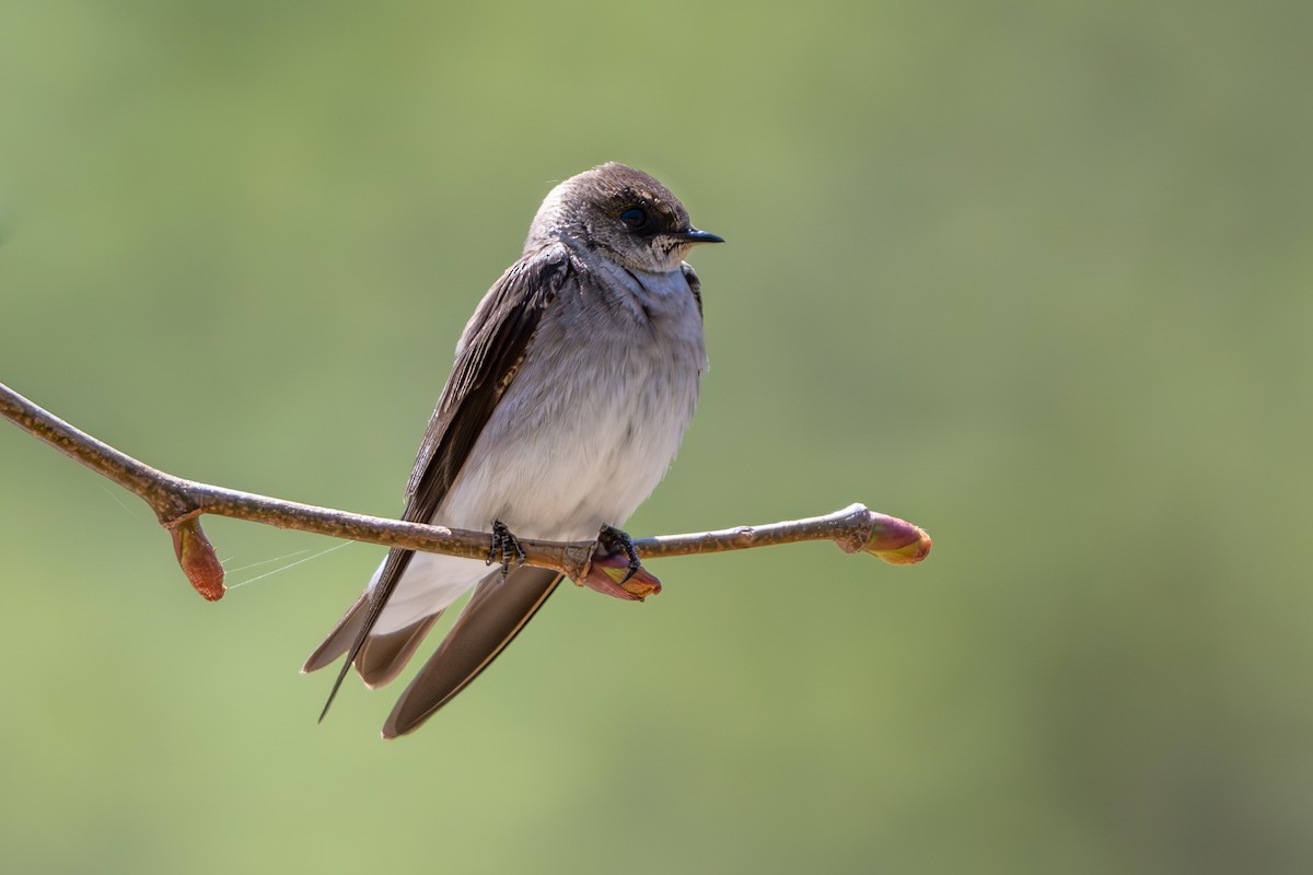 Northern Rough-winged Swallow - Nadine Bluemel