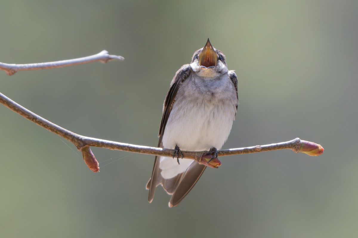 Northern Rough-winged Swallow - Nadine Bluemel