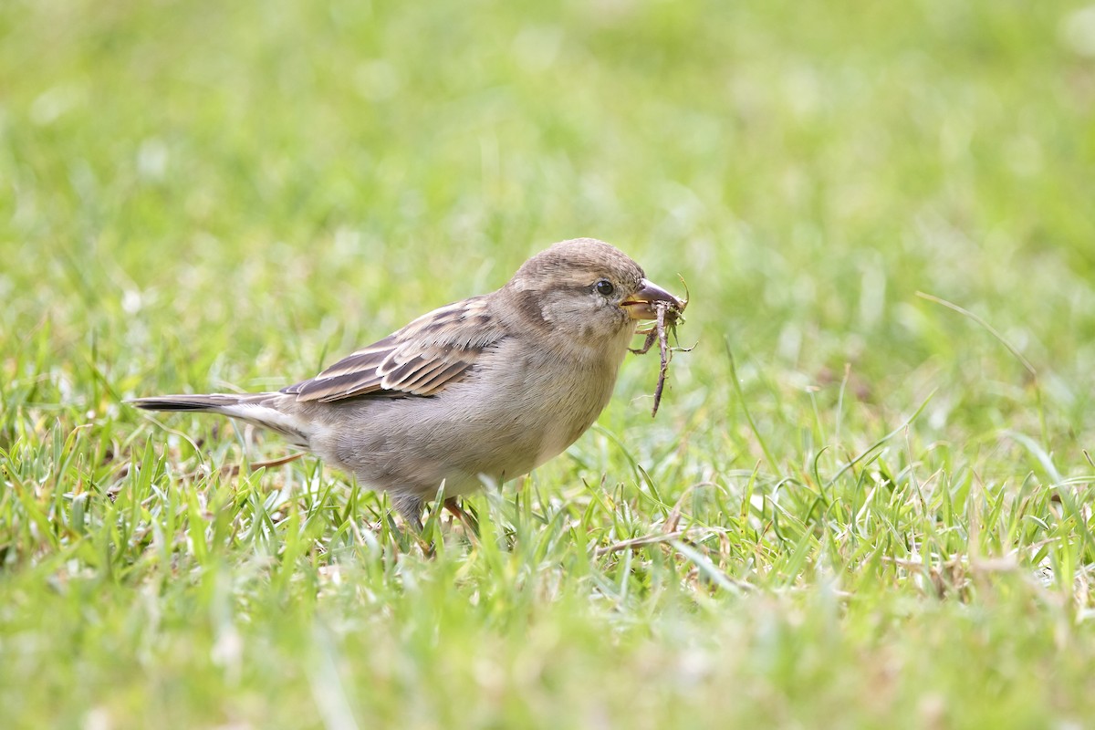 House Sparrow - ML617582296