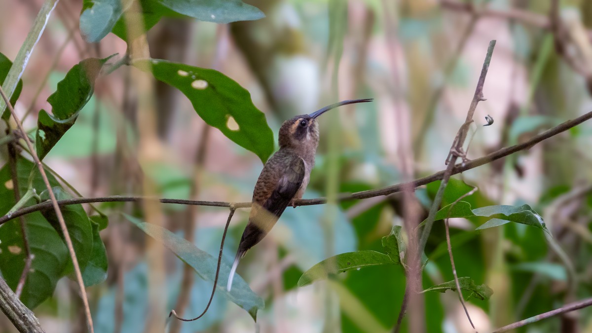 Long-billed Hermit - ML617582299