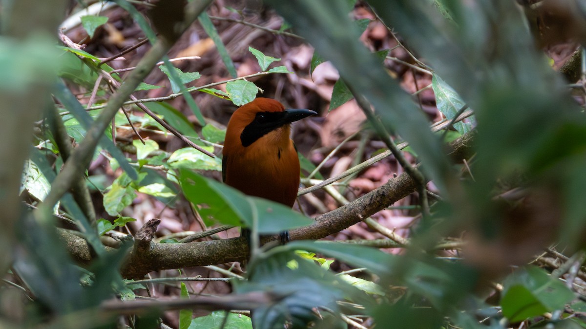 Rufous Motmot - ML617582302