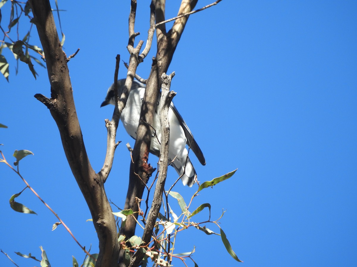 White-bellied Cuckooshrike - ML617582318