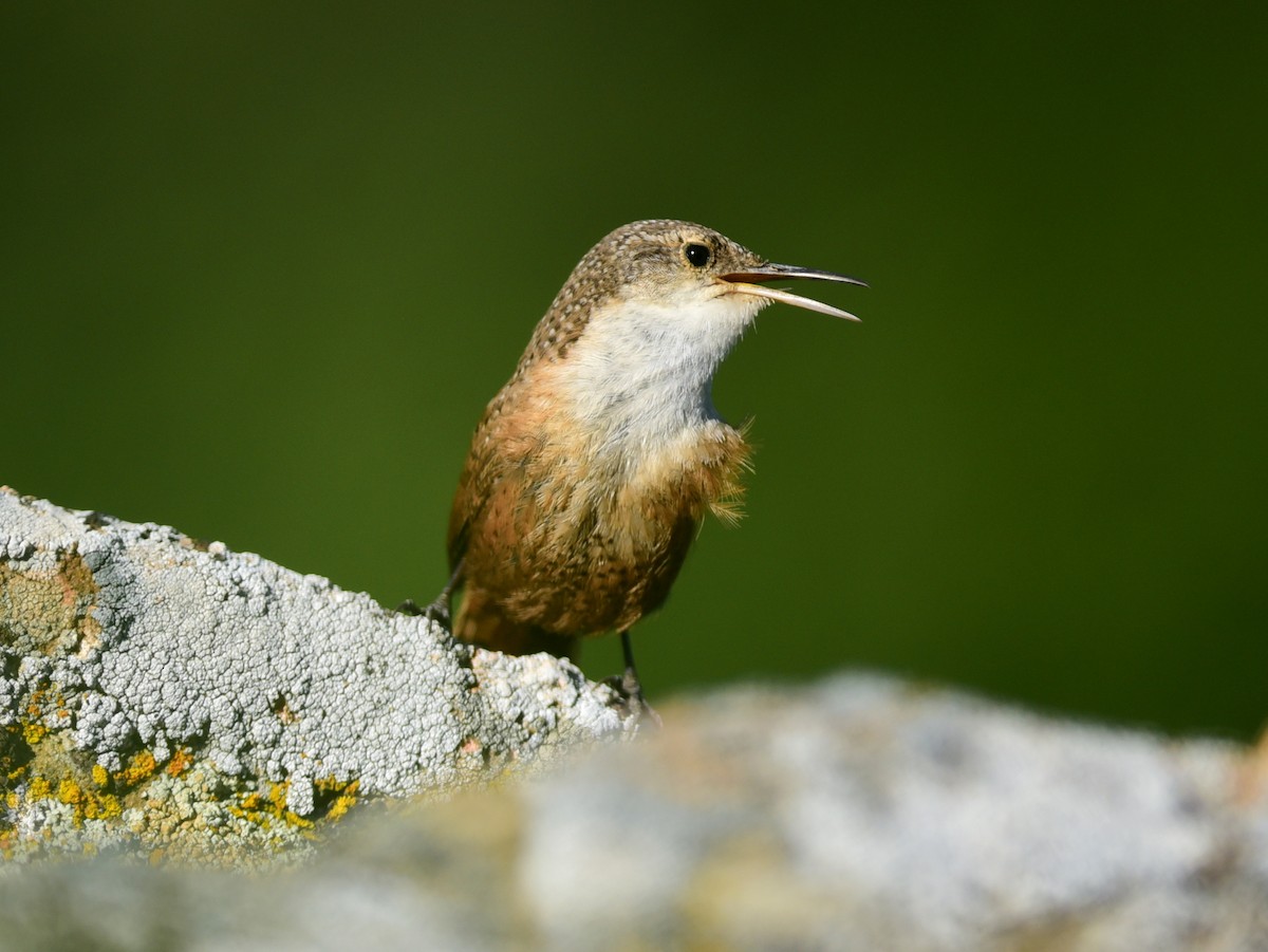 Canyon Wren - ML617582329