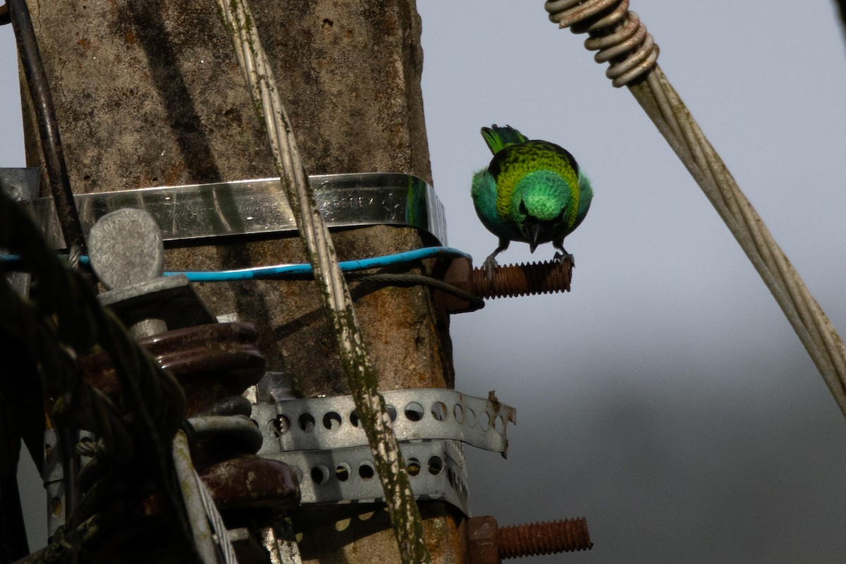 Green-headed Tanager - ML617582339