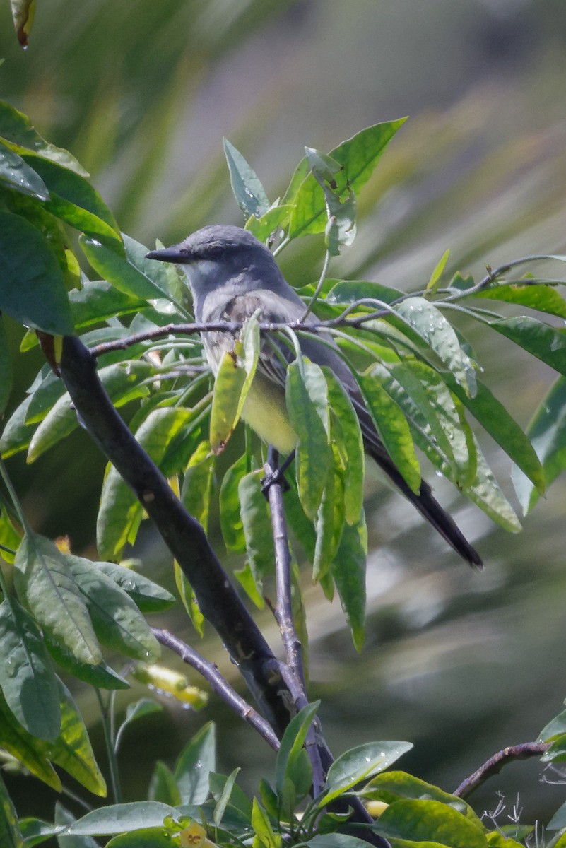 Cassin's Kingbird - ML617582340