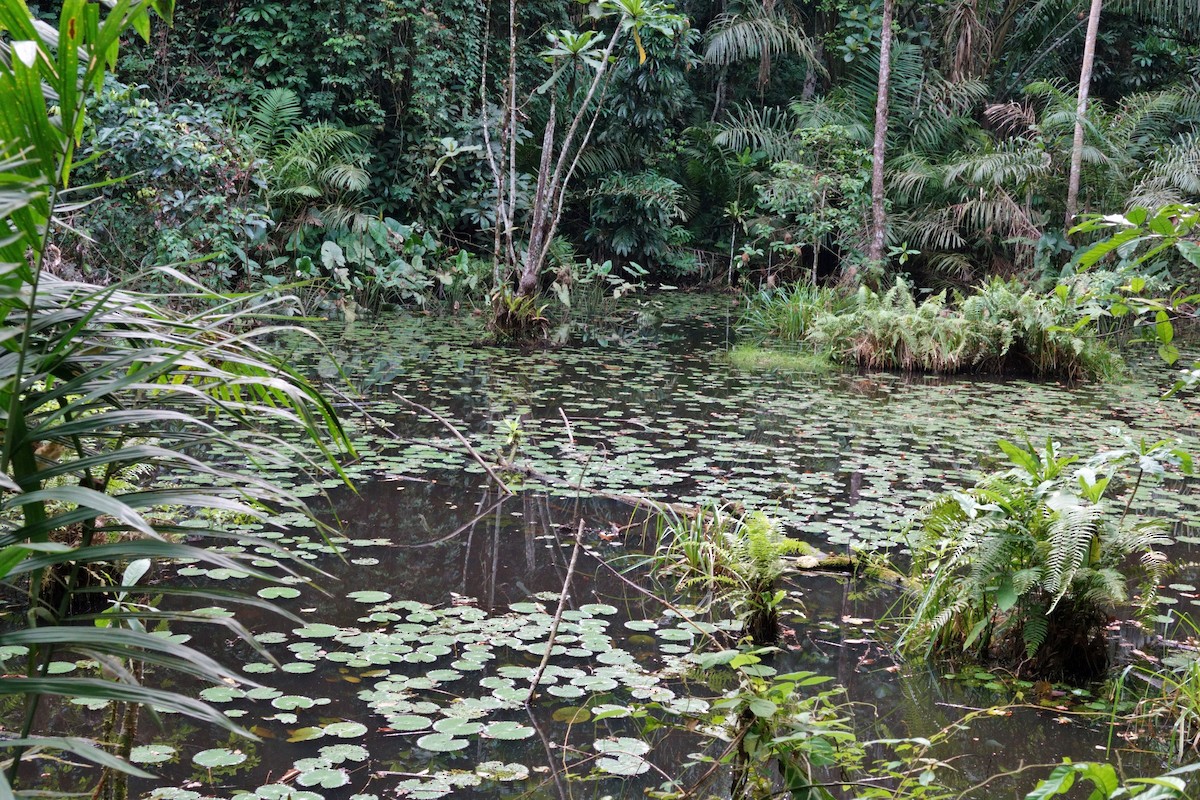 Square-tailed Sawwing - ML617582352