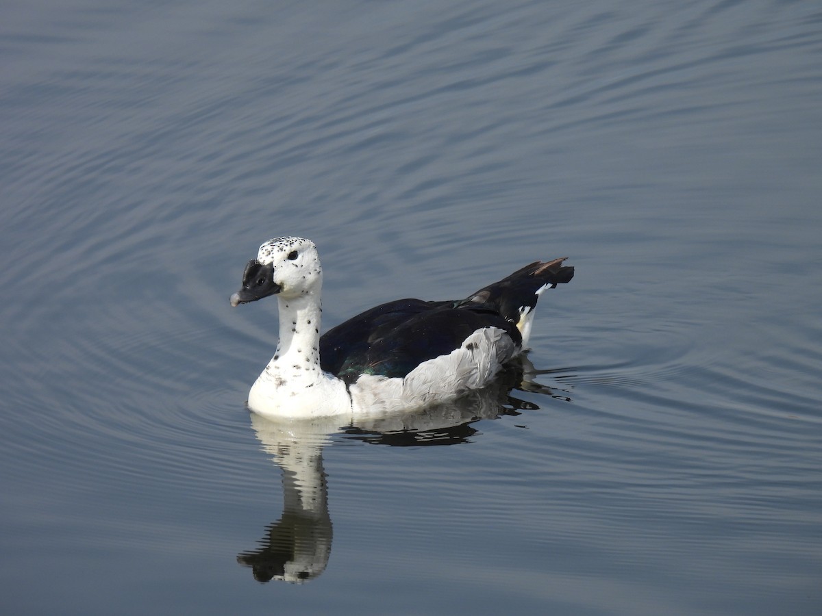 Knob-billed Duck - Swansy Afonso
