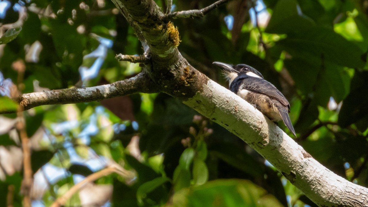 Black-breasted Puffbird - ML617582362