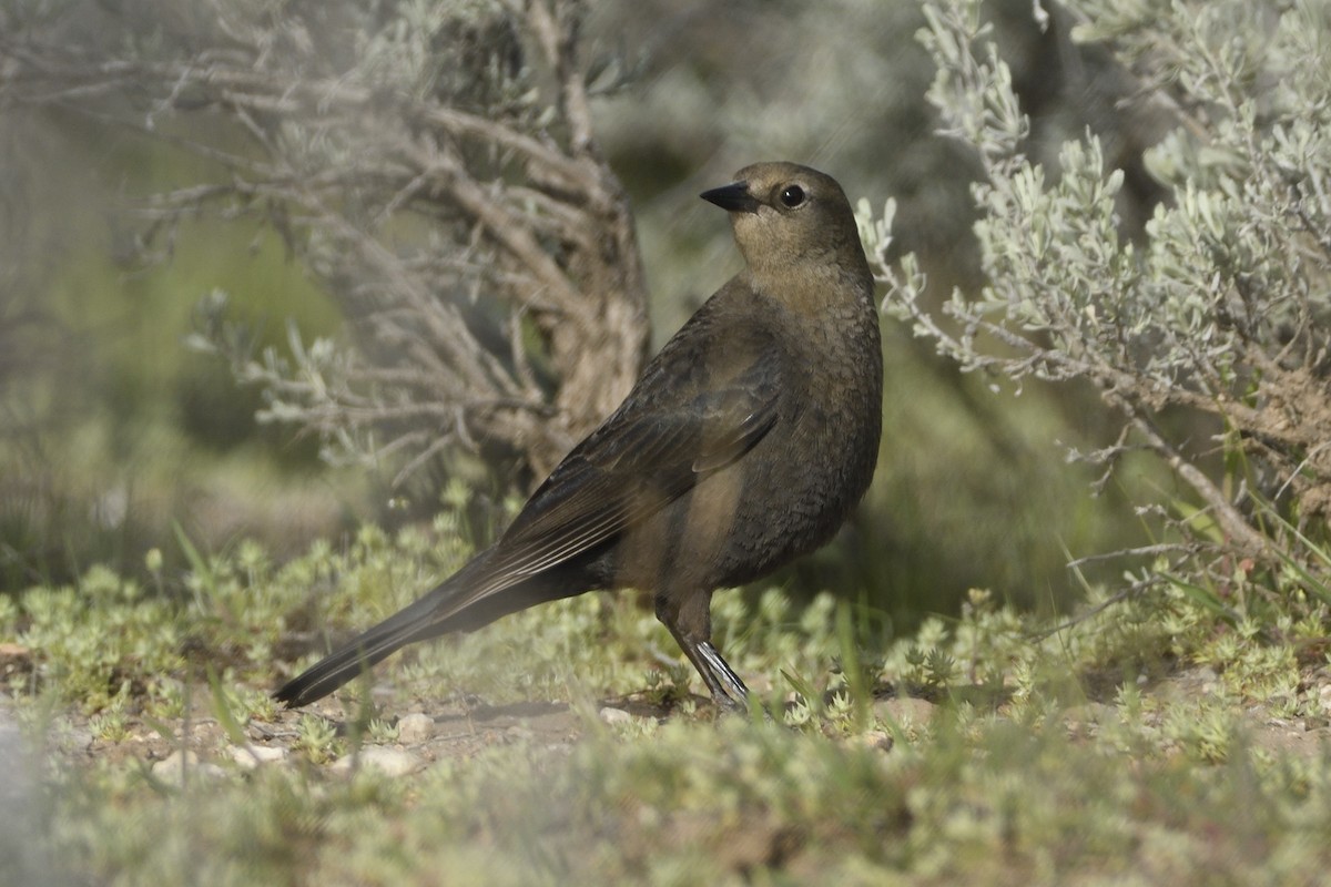 Brewer's Blackbird - ML617582366