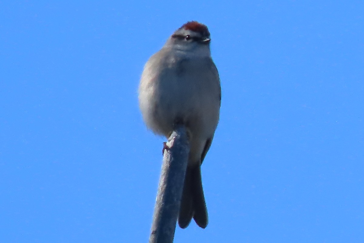 Chipping Sparrow - Kathleen Rawdon