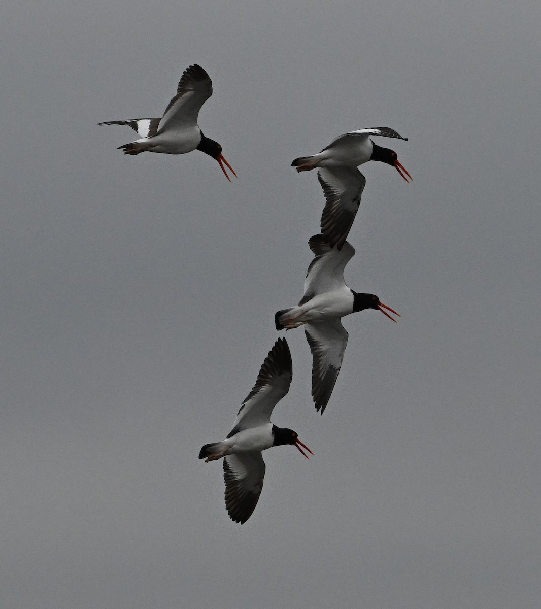 American Oystercatcher - ML617582390