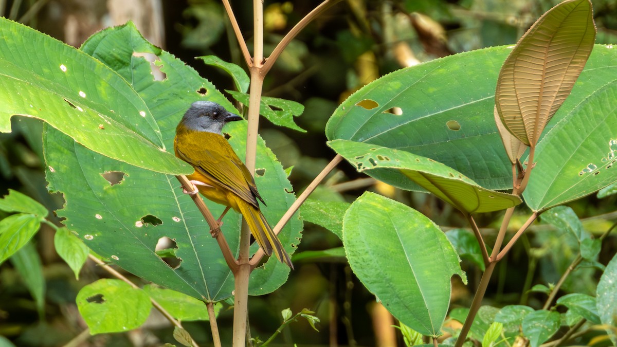 Gray-headed Tanager - ML617582391