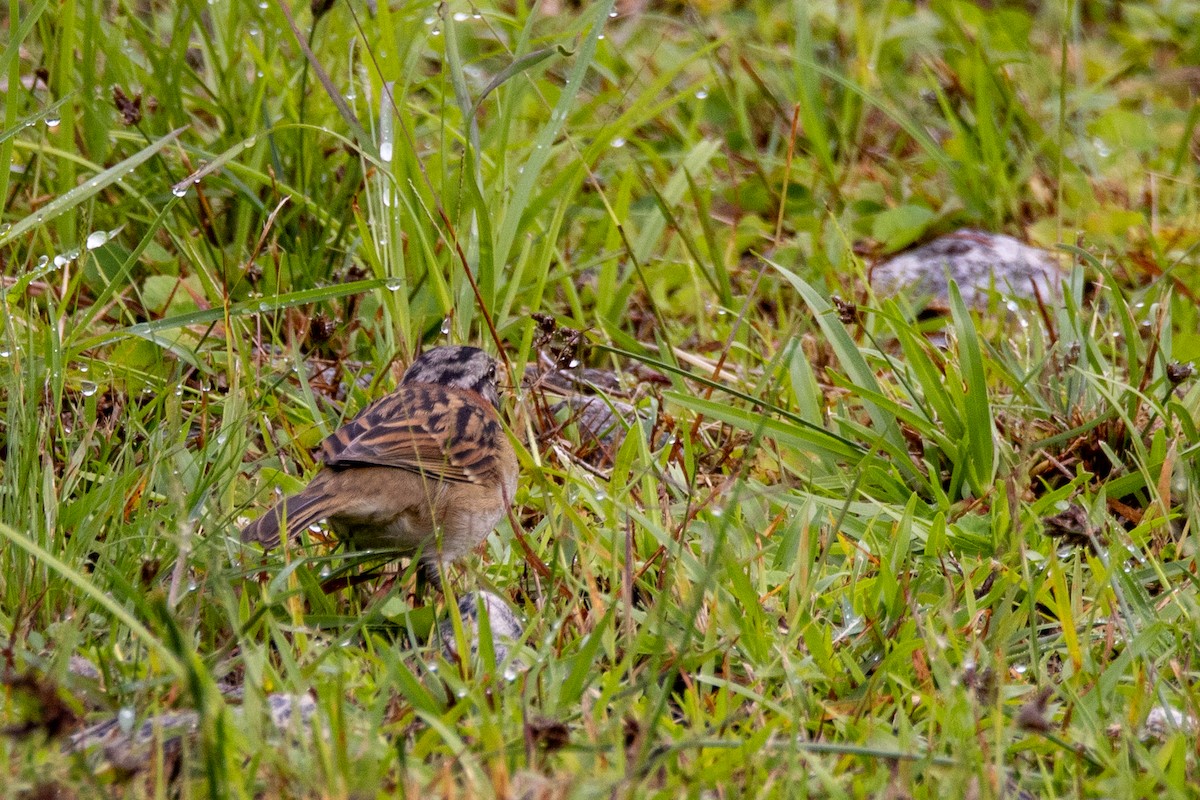 Rufous-collared Sparrow - ML617582397