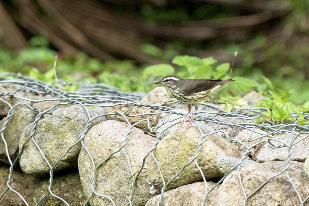 Louisiana Waterthrush - ML617582452