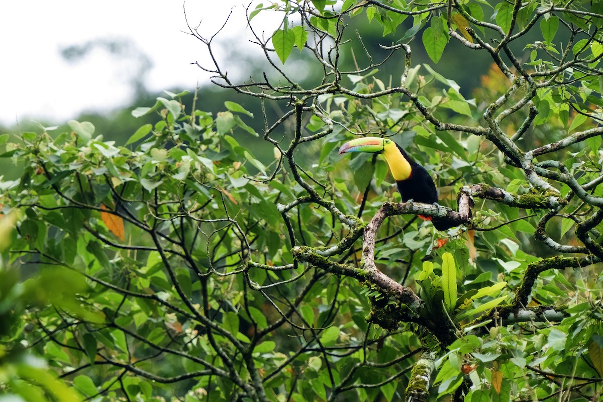 Keel-billed Toucan - ML617582465