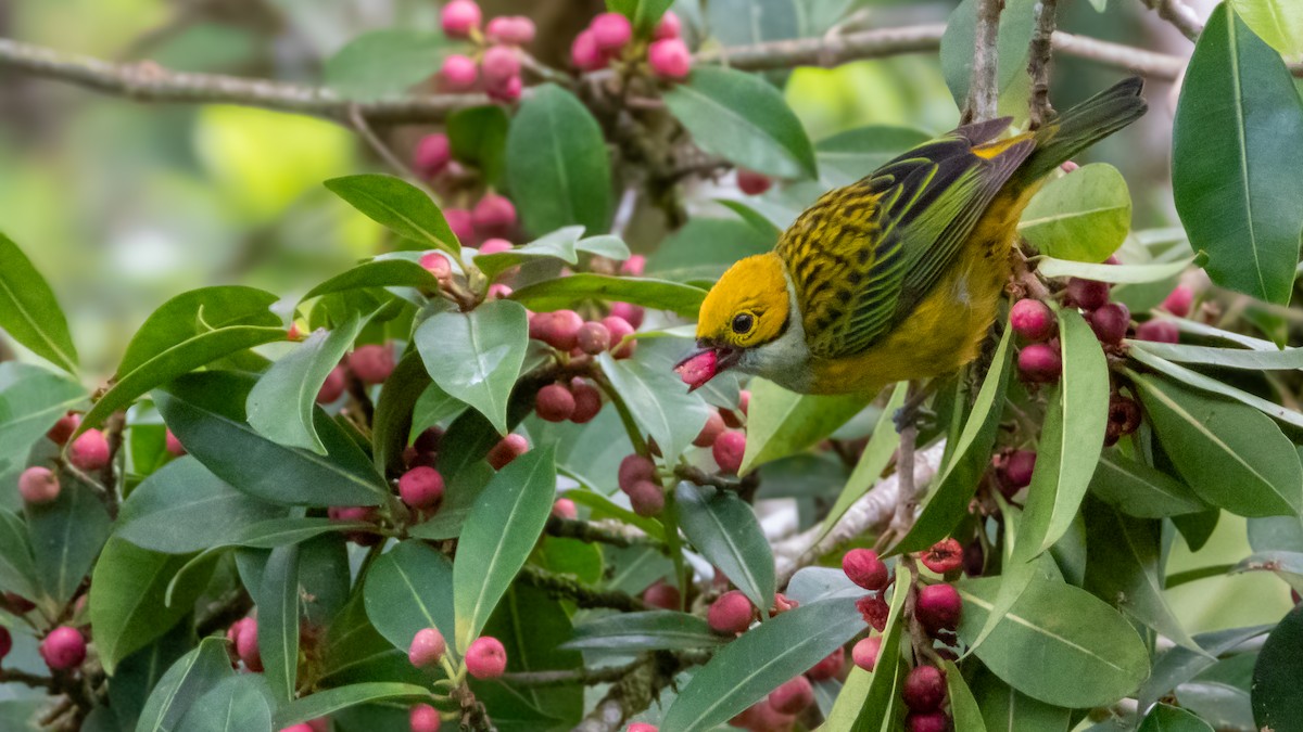 Silver-throated Tanager - ML617582469